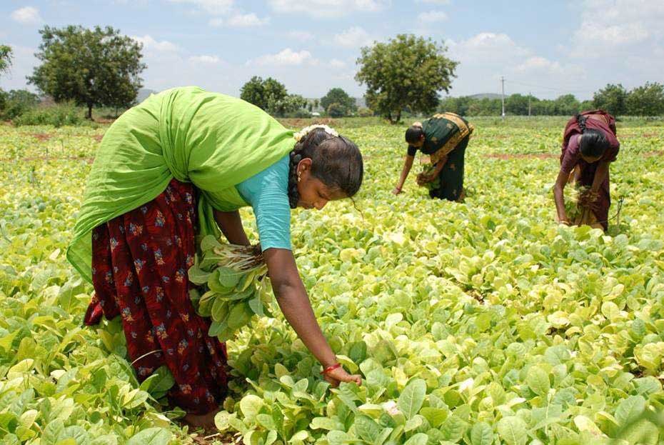 India Tobacco Board Chief Urges Discipline