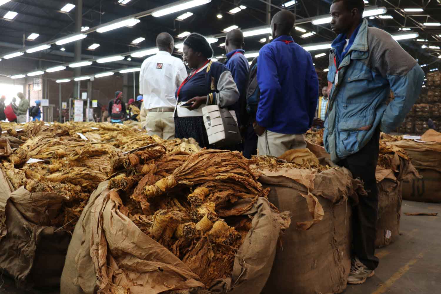 Zimbabwe 2025 Tobacco Exports Near $1.1 Billion