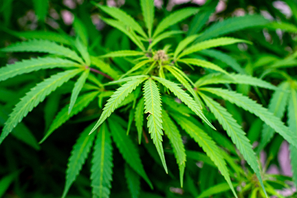 Congress Bans $28B Hemp THC Industry