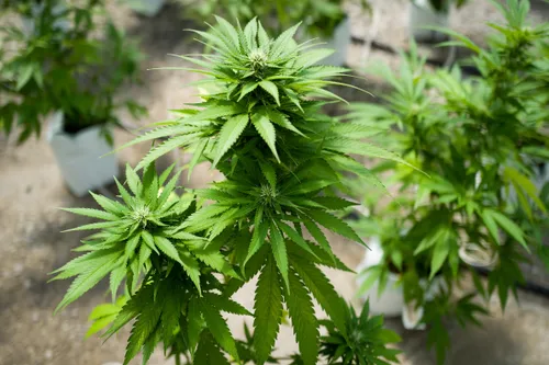 New Jersey Targets Illegal Cannabis Sales