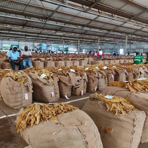 Malawi Tobacco Glut Puts Farmers at Risk