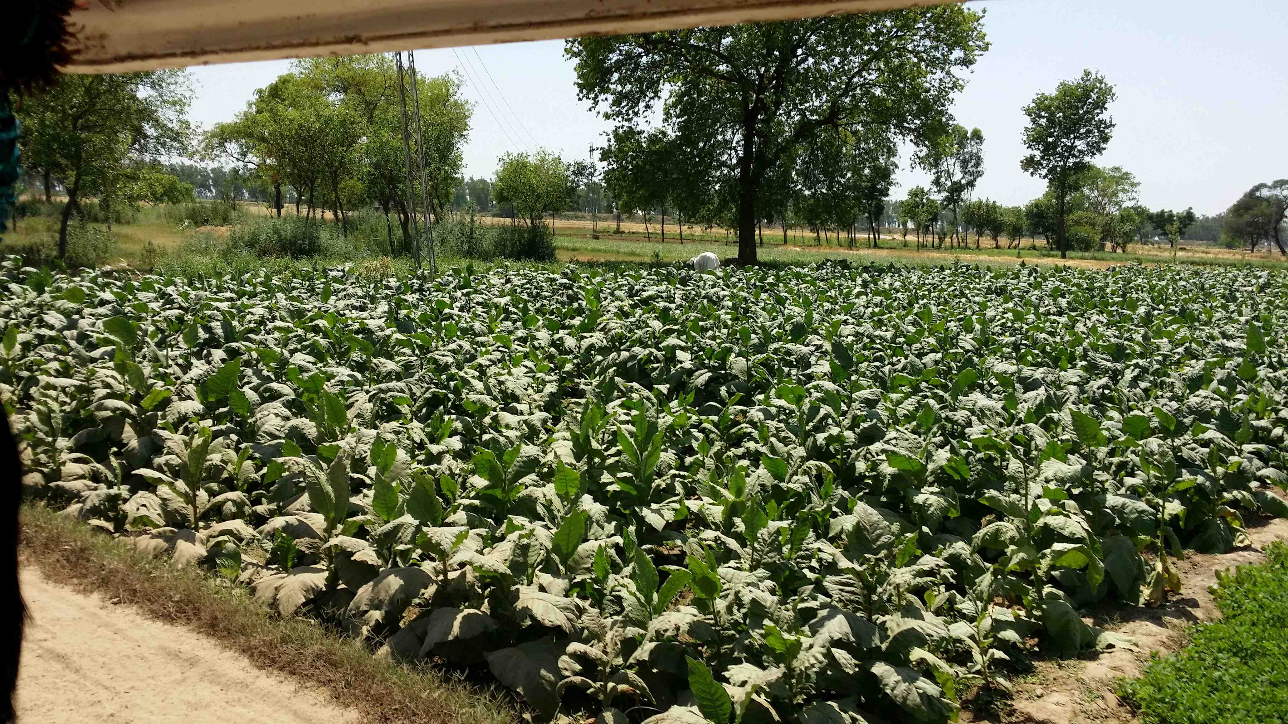 Pakistan Tobacco Farmers Left Struggling