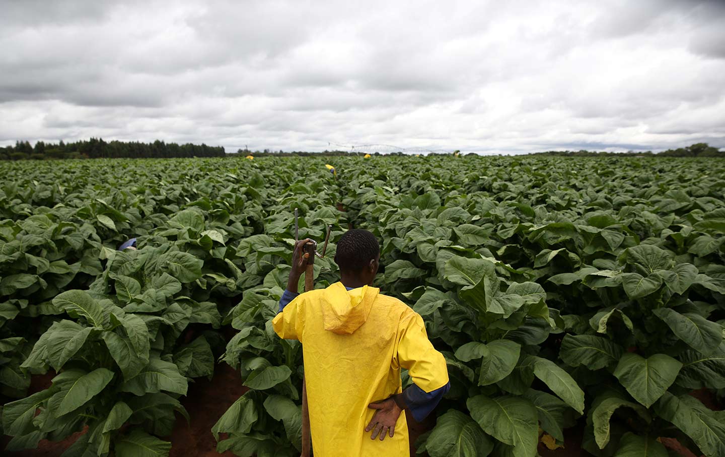 Zimbabwe Tobacco Plantings Jump 22%
