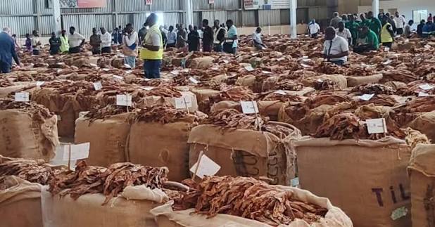 Malawi Tobacco Sales Lag, Market Recovering