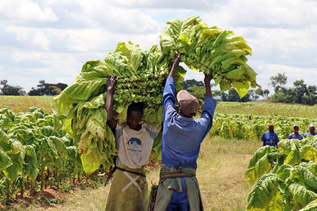 ITGA Urges Action on Tobacco Farmer Incomes