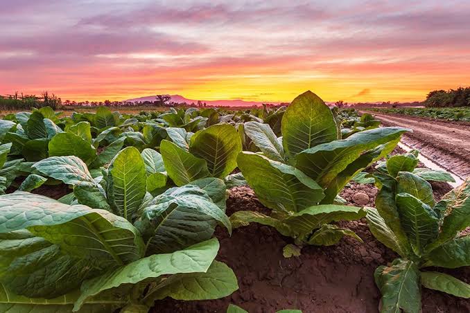 Universal Reaffirms Tobacco Growth Strategy
