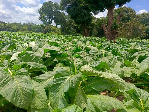 AOI Unveils Higher-Yield Tobacco Seeds in Tanzania
