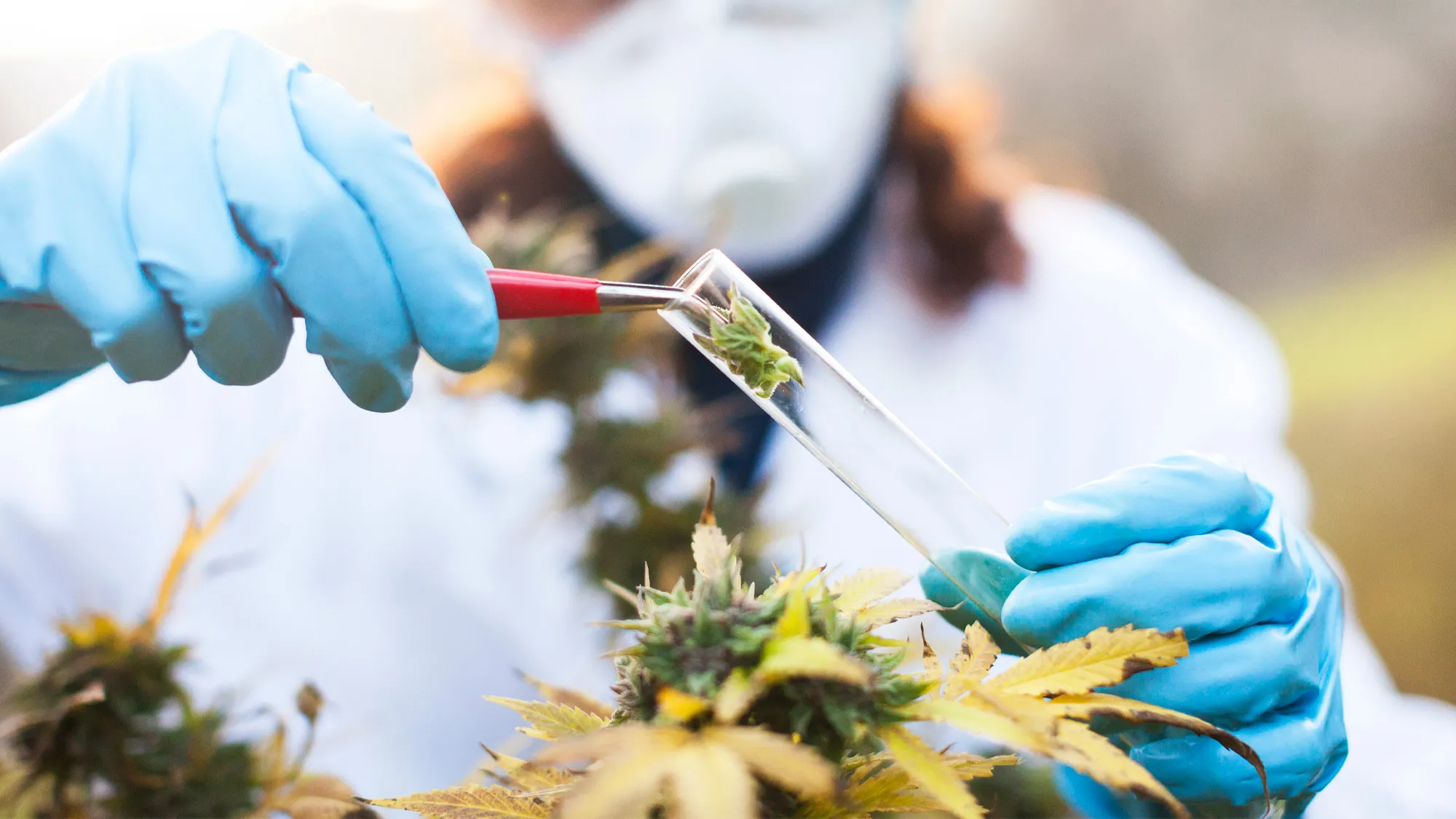 Cannabis Wins ‘Zoning Fight’ at Old Tobacco Site
