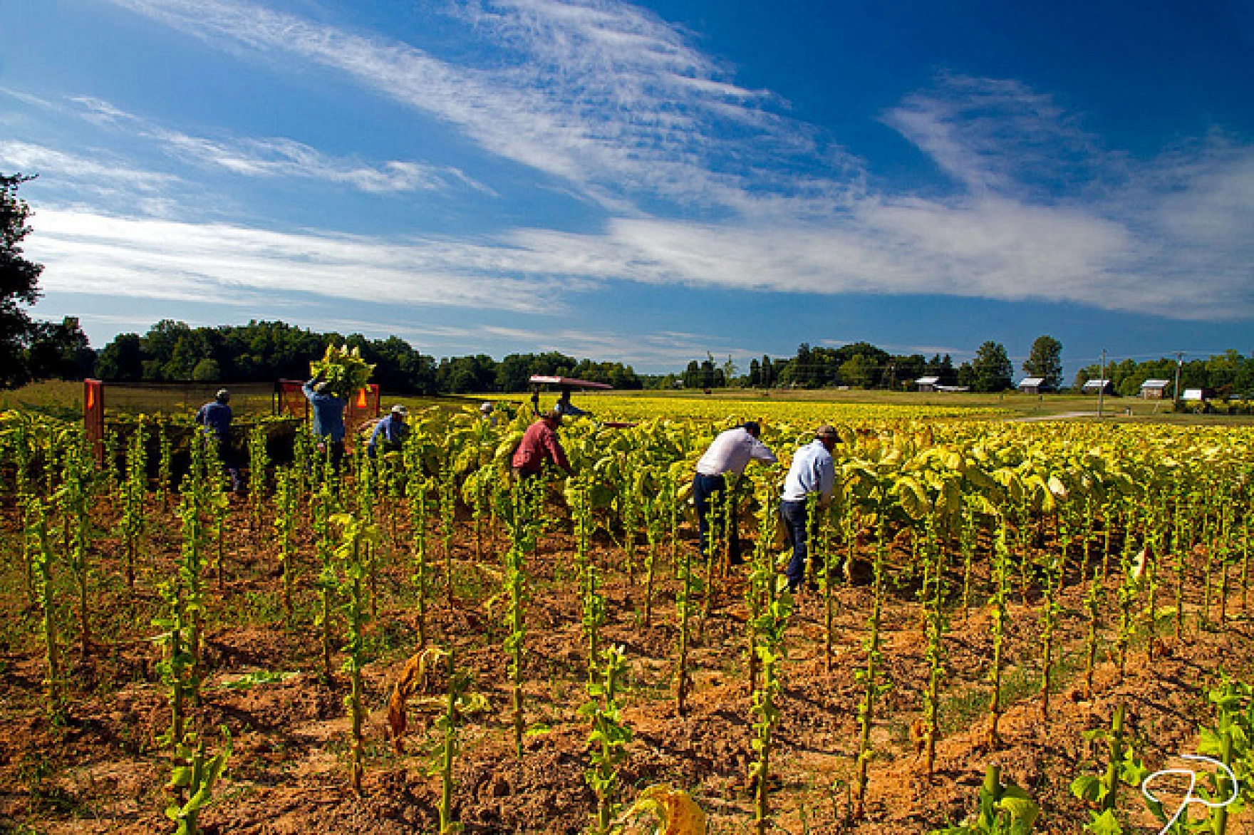 N. C. Rains Ease Tobacco Drought Concerns
