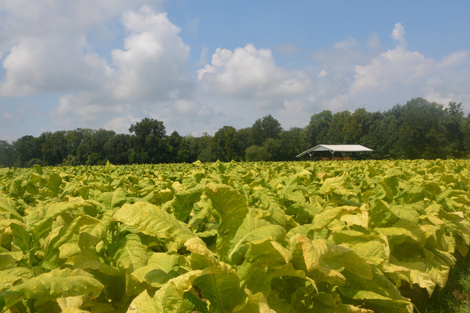 NC Tobacco Farmers Settle Insurance Dispute