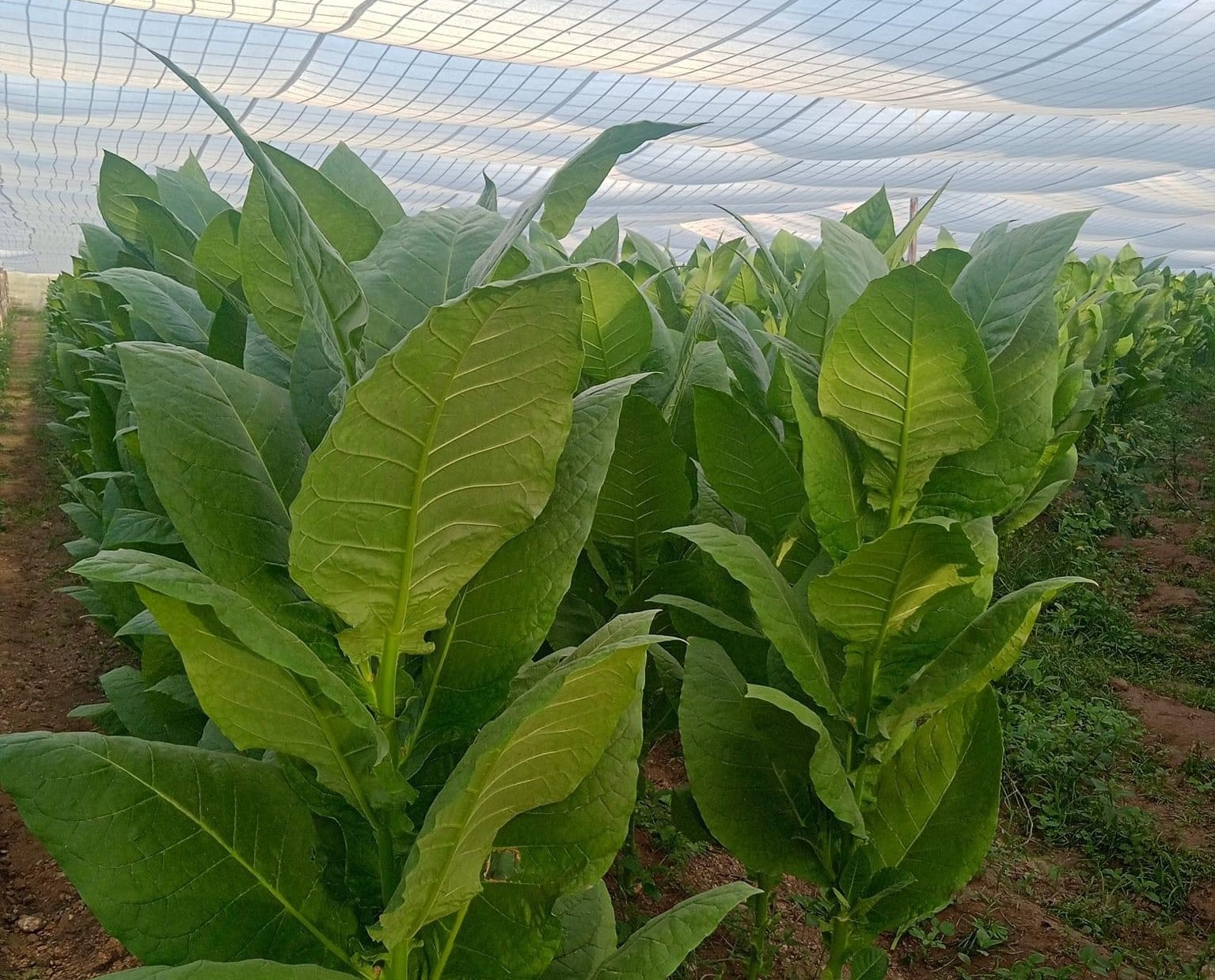 Cuba Targets Tobacco Recovery Despite Power Crisis