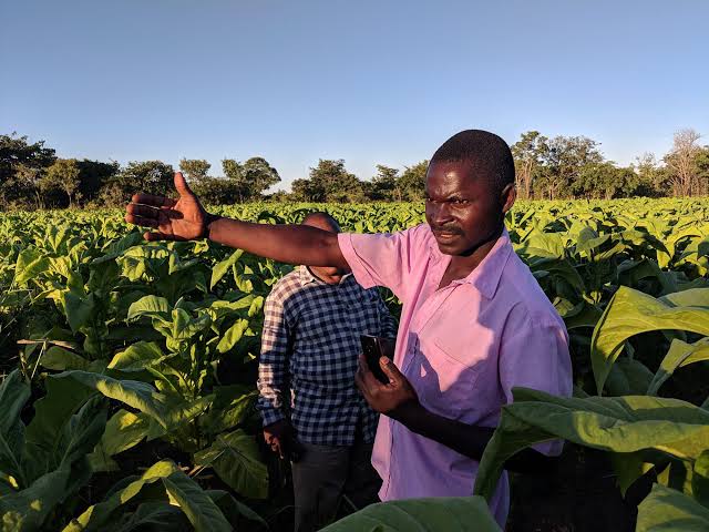 Zambia 2025/26 Tobacco Sales Top $130 Million